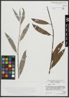 Foto von Salix alba L.